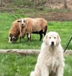 Photo of CB Katzenbach Photo of CB Katzenbach