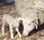 Photo of Doreen Denice Photo of Doreen Denice