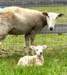 Photo of Liz Porter Photo of Liz Porter