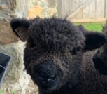 Photo of Michelle Cross Photo of Michelle Cross