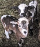 Photo of Rebecca Gunther Photo of Rebecca Gunther