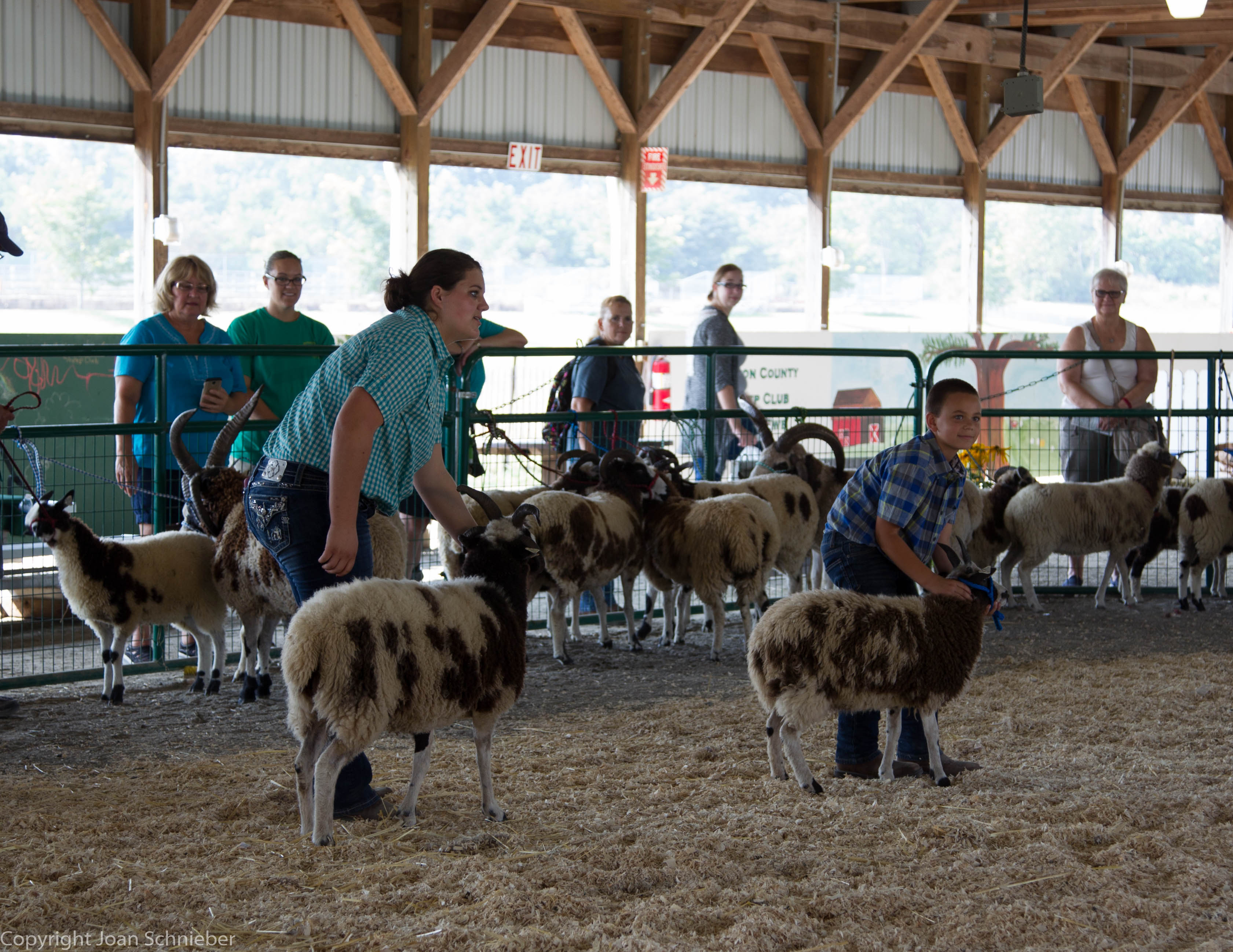 Jacob Sheep Show