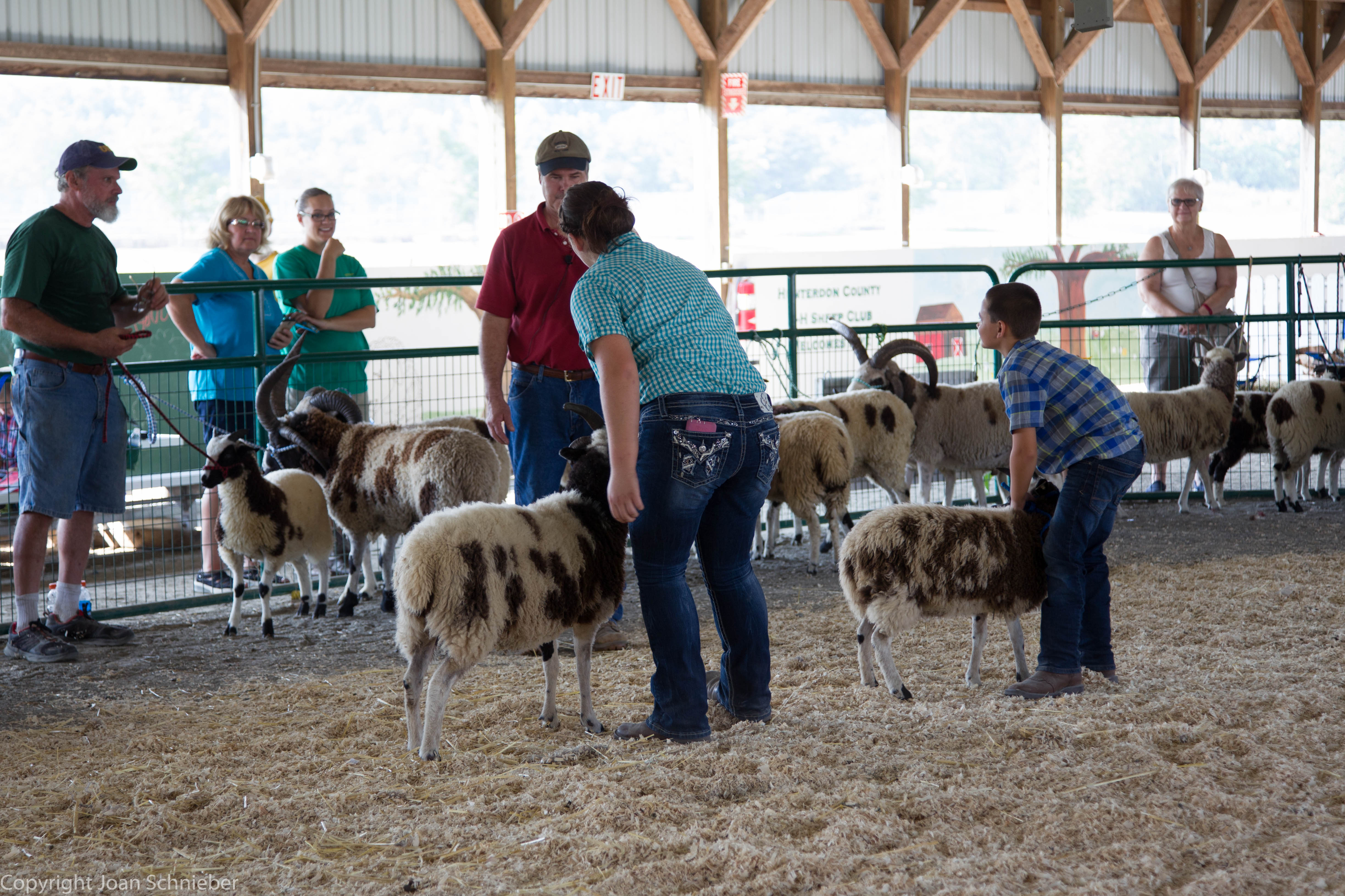 Jacob Sheep Show