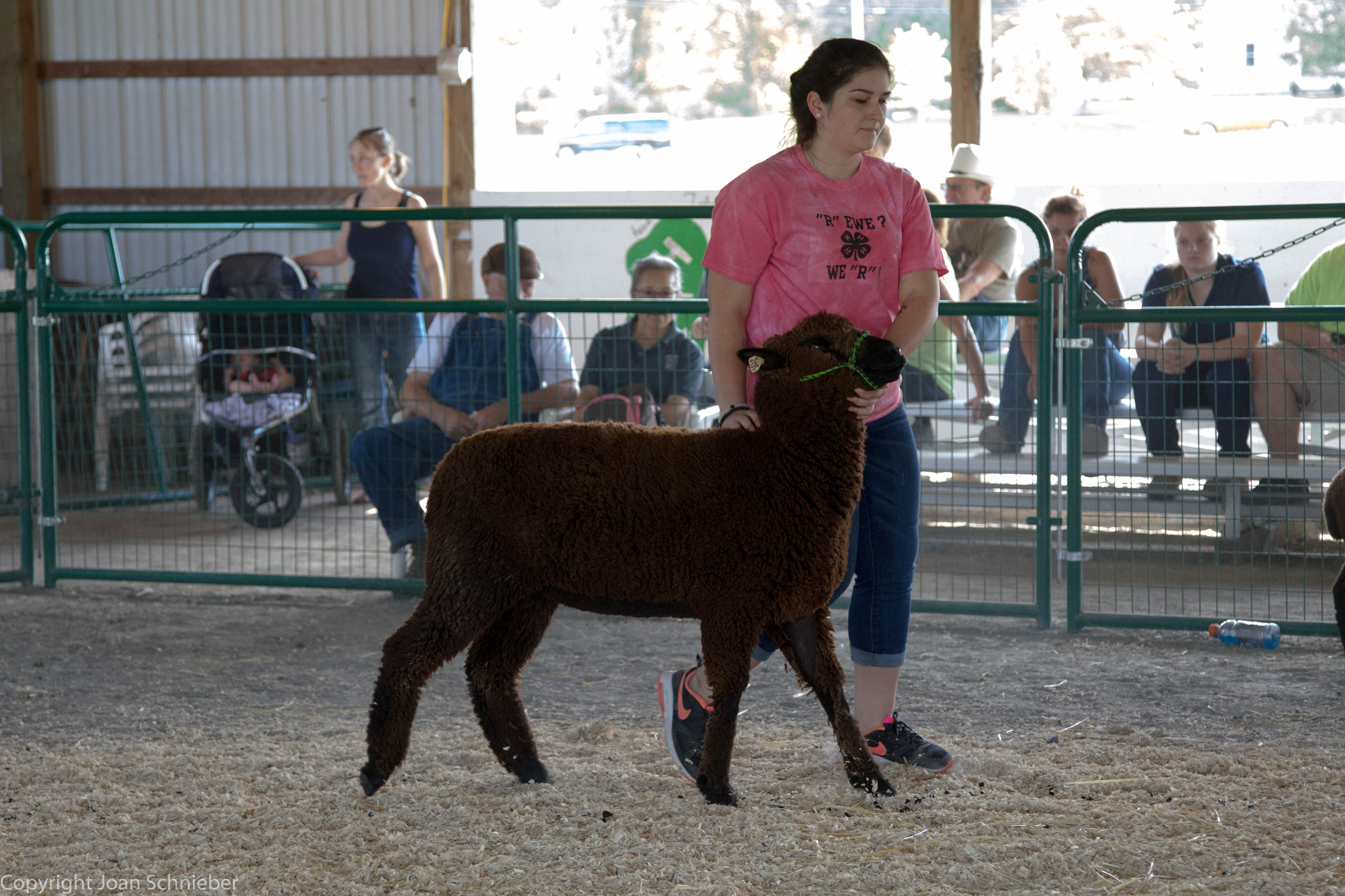 Sheep Shows