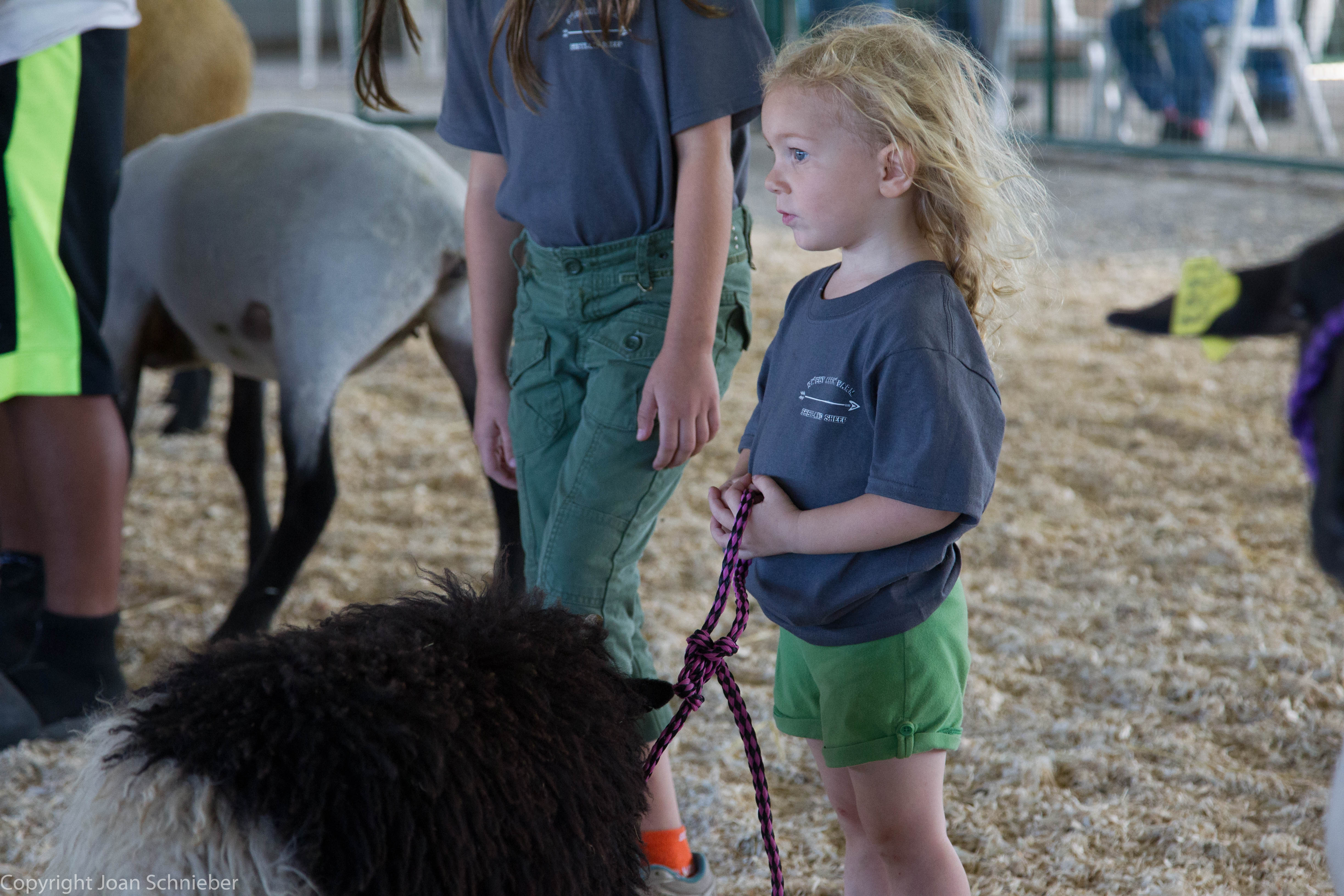 Junior Sheep Show